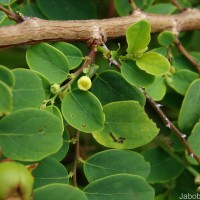 Phyllanthus retusus Dennst.